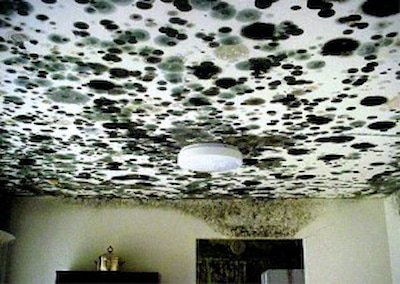 Tips On Preventing House Mold