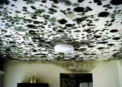 Prevent mold