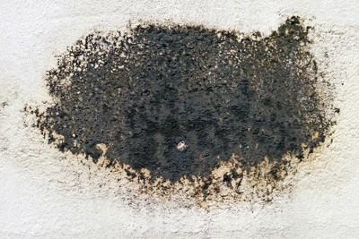 What black mold charleston