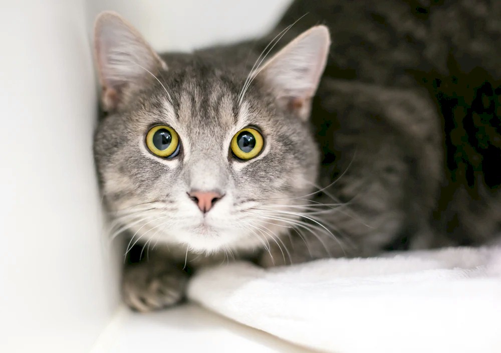 Cat Urine Odor Removed in North Charleston